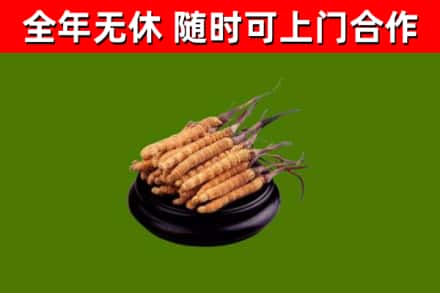 安徽省回收冬虫夏草