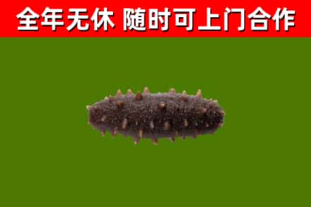 安徽省回收海参干